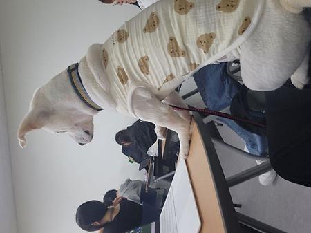  강아지 사진